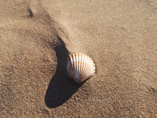 shell on the beach