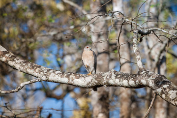 Shikra (also known as Little Banded Goshawk) camouflaged in its natural environment in Nagarhole Forest Reserve, Karnataka, India