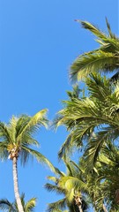 Fototapeta premium palm trees against blue sky