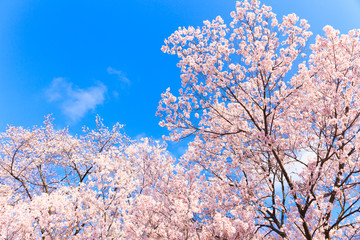 Cherry blossom with blue sky in Japan