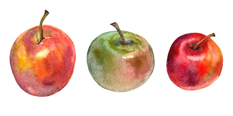 Set of fruits elements. Apples. Watercolor