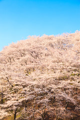 Cherry blossom with blue sky in Japan