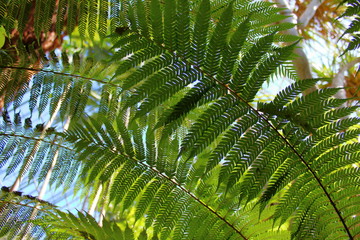Fototapeta premium Plants in Adelaide Botanic Garden