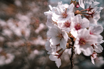 桜
