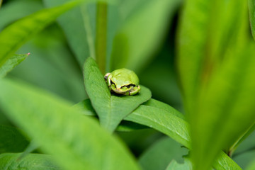 A picture of a tree frog resting on the leaf.  Vancouver BC Canada
