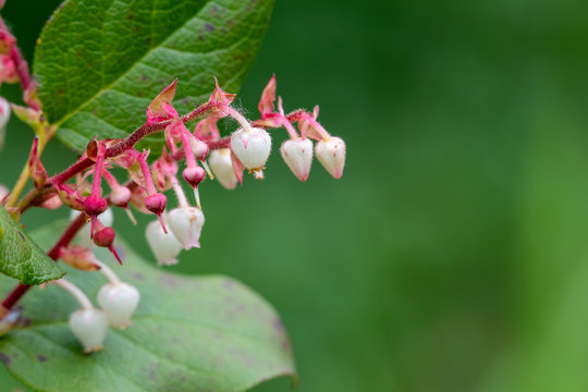 A picture of some gaultheria shallon flowers.   Vancouver BC Canada
