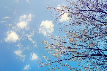 Tree in the sky