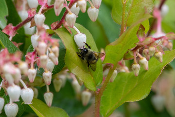 A bee flying around the flowers.  Vancouver BC Canada 

