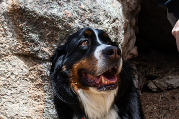 bernese mountain dog
