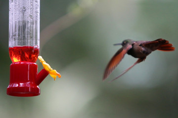 Colibri en Cuarentena © BobTorresPhoto
