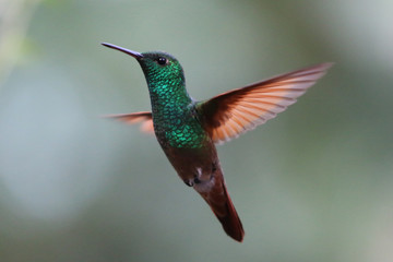 Fototapeta premium Colibri en Cuarentena