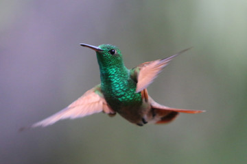 Fototapeta na wymiar Colibri en Cuarentena