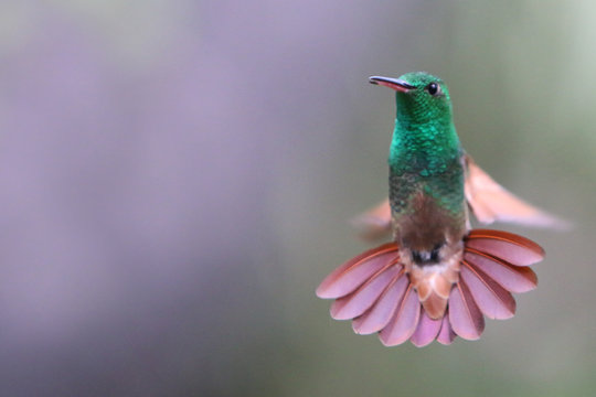 Colibri en Cuarentena