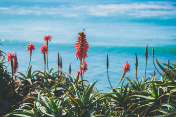flowers on the beach in the cliffs of laguna california HEISLER PARK © Tamara Sales 