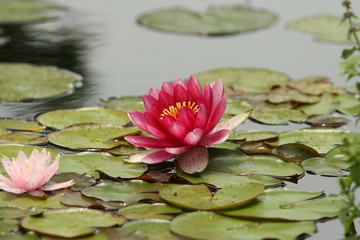 red water lily