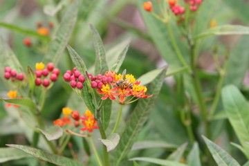 red and yellow flowers