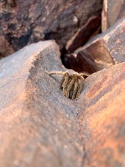 tarantula