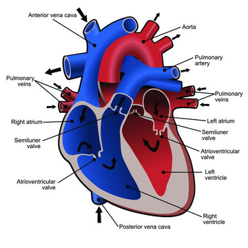 Circulation of blood through the heart. Cross sectional diagram of the heart with main parts labeled. Vector illustration.