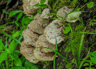 mushroom in the forest