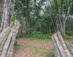 walk in the bamboo forest