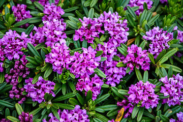 Purple Daphne x Susannae 'Lawrence Crocker' growing in a garden
