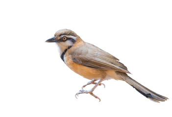 Greater Necklaced Laughingthrush on white background.