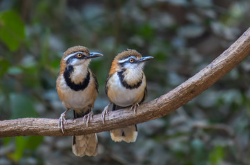 Greater Necklaced Laughingthrush on branch in nature