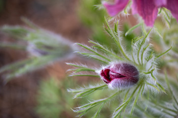 Closeup of pink Pasque Flower, as a nature background
