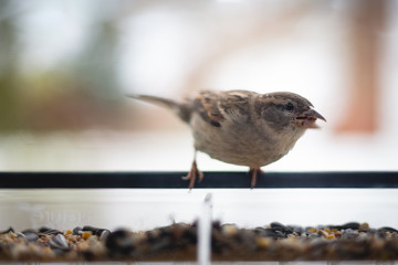Bids from window birdfeeder