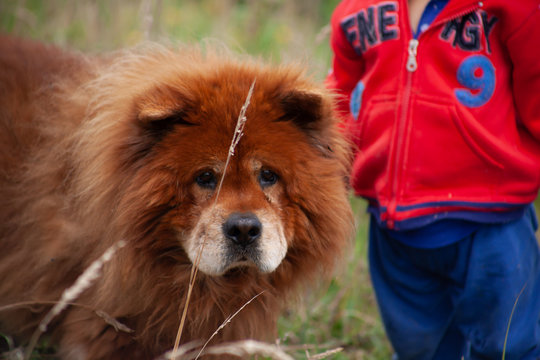 perro en el campo