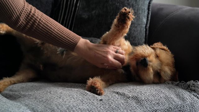 Dog gets chest scratch from onwer while laying on sofa