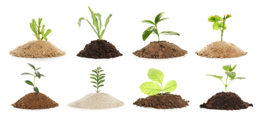 Heaps of different soils with plants on white background