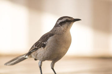 Ave marrón con el pecho gris