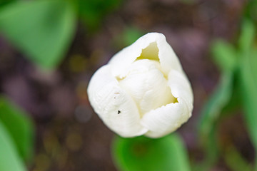 White tulips in the green grass. The first spring flowers. Close up.