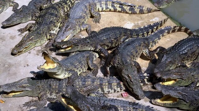 Flock of Crocodile in Farm