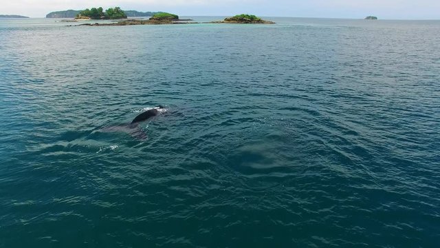 Humpback Whale Watching off Isla Conadora, Las Perlas Panama Aerial View