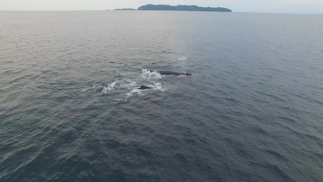 Humpback Whale Watching off Isla Conadora, Las Perlas Panama Aerial View
