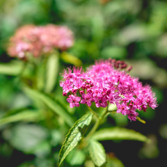 Milkweed pink flowers in a green garden