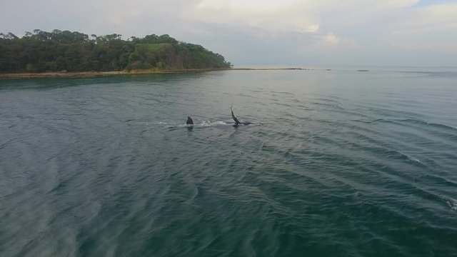 Humpback Whale Watching off Isla Conadora, Las Perlas Panama Aerial View