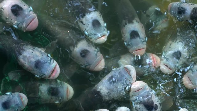 Flock of Giant gourami fish or Osphronemus goramy swimming in a pond