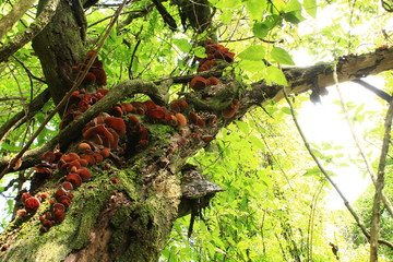 野生キクラゲの群生