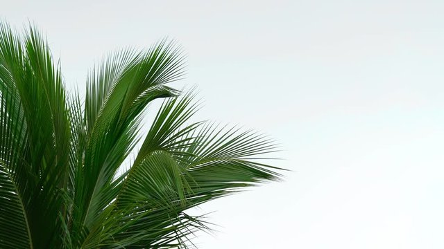 leaf palm, green leaves coconut tree pattern isolated on white background