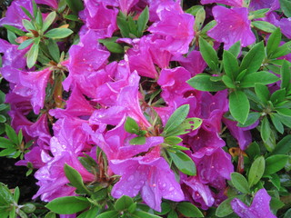 Purple azalea flowers wet in the rain