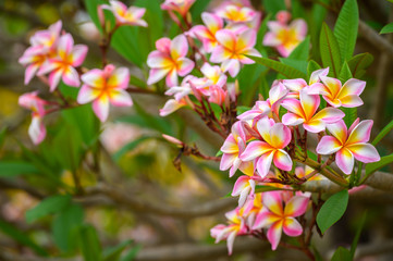 Frangipani (or Plumeria flower) flowers blooming in the nature. This evocative tropical flower, with its sweet romantic fragrance. In Laos they called 'Dok Champa' is the national flower of Laos.