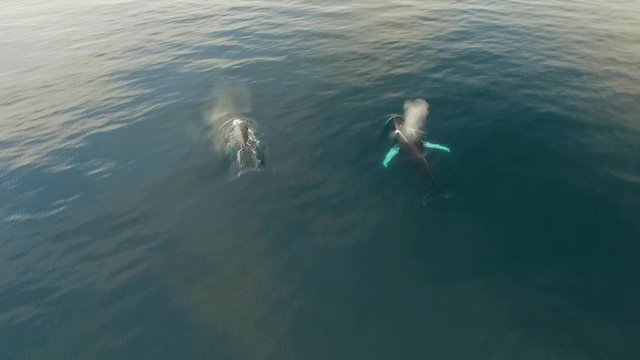 Humpback Whale Watching off Isla Conadora, Las Perlas Panama