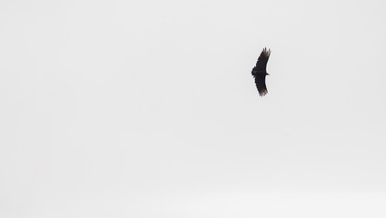 Ave volando 11