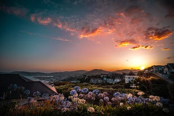 Wildblumen gegen Sonnenuntergang in Khandallah, Wellington, Neuseeland © YiuCheung