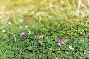 Purple clover in the green grass. Fresh summer or spring background.