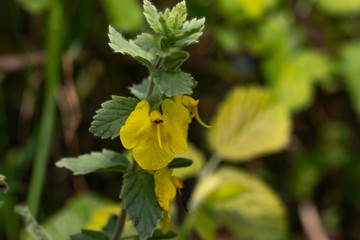 An elephant flower Rhynchocorys elephas. Yellow elephant flower with blurry background