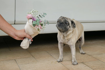 Holding hand flower bouquet to pug dog.